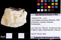 Foto (Objket + Etiketten) von Cracensigillatus acutirostrus (Moericke, 1889) 